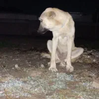 ماده پژدر۴ماهه فروشی نوه جی قهرمان