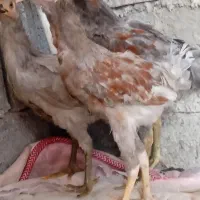 جوجه خروس وجوجه مرغ طوسی درجه یک