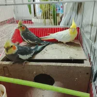 جفت عروس هلندی و پسرشون با قفس