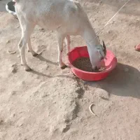 گیسه فروشی|حیوانات مزرعه|میناب, |دیوار