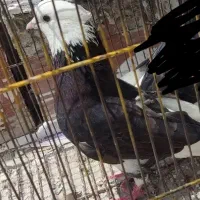 کبوتر محدوده آزادشهر گم شده