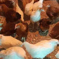 جوجه تخمگذار لوهمن نسل اول اصیل|حیوانات مزرعه|تهران, بازار|دیوار