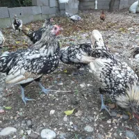 مرغ وخروس سیبرایت