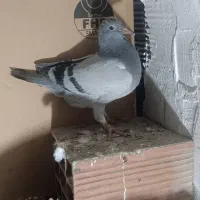 جوجه کفتر سبز گمشده