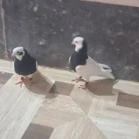 فروش،کبوترطوقی