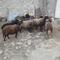 گوسفند داشتی|حیوانات مزرعه|بروجرد, |دیوار