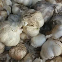 سیر و موسیر همدان|خوردنی و آشامیدنی|قم, دانش|دیوار