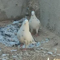 کبوتر هوا کش