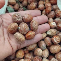 سنجد|خوردنی و آشامیدنی|قلندر آباد, |دیوار