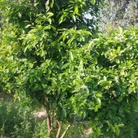 باغ-باغستان-کوچه-باغ-بهار