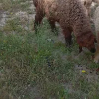 گوسفند بره ماده