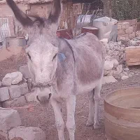 فروش خر بخته|حیوانات مزرعه|شیراز, دوکوهک|دیوار