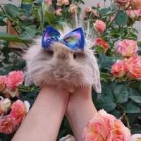 خرگوش نژاد لوپ هلندی اصلاح شده