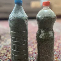 نعناع خشک ارگانیک