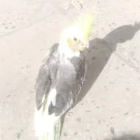 دوعددجوجه عروس هلندی