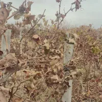 انگور مویز ترکمن 4 و انگور شرابی