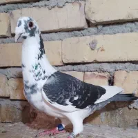 کبوترمسافتی پلاکی