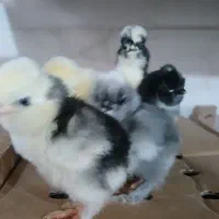 اردک بلک مرندی|حیوانات مزرعه|بیرجند, |دیوار