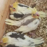 جوجه عروس هلندی سرلاکی