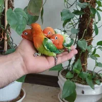 کوتوله برزیلی اوپلاین گرین طوطی کوتوله