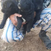 واگذاری توله سگ قدرجونی ۳تانر