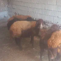 ۴ عدد گوسفند سالم|حیوانات مزرعه|اردبیل, |دیوار