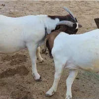 سلام ودرود برشما همراهان همیشگی|حیوانات مزرعه|بندر کنگان, |دیوار