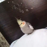 عروس هلندی گم شده