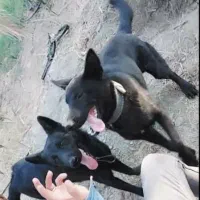 واگذاری توله ژرمن بلک ورک لاین و شولاین|سگ|کهنوج, |دیوار