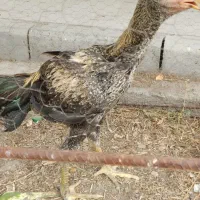 خروس لاری