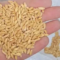فروش گندم