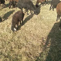 قوچ قره قزل