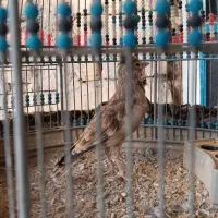 سهره قناری|پرنده|مرودشت, ژیان|دیوار