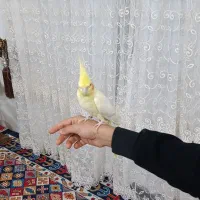 عروسهلندی.فولراموسخنگو|پرنده|قزوین, |دیوار