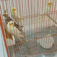 ۴ عدد عروس هلندی لوتینو طوطی به همراه قفس|پرنده|تهران, کوی بیمه|دیوار