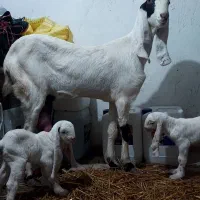 بز پاکستانی گلابی اصل