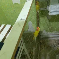 یک جفت کوتوله مولد