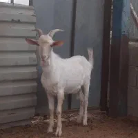 بز سانن|حیوانات مزرعه|خورموج, |دیوار