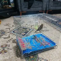 قناری سبزنر