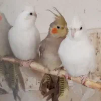 طوطی عروس هلندی|پرنده|رودسر, |دیوار