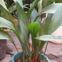 گلها وگیاهان فضای باز|گل و گیاه طبیعی|رویان, |دیوار