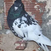 یه جفت کله سیاه بشرط تخم