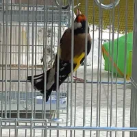 سهره نرشلاقی و شلوسفت|پرنده|برخوار, |دیوار