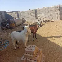 بزغاله