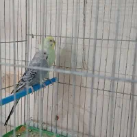 مرغ عشق|پرنده|تاکستان, |دیوار