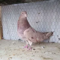 کبوتر نوک ریز زرد شکلاتی سرور|پرنده|اصفهان, بهارانچی|دیوار