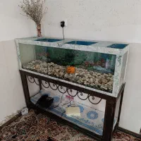 آکواریوم با وسایل|ماهی|سپیدان, |دیوار