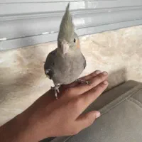 عروس هلندی ماده