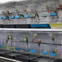 گرینچیک های مولد در پرنده سرای ابوالفضل|پرنده|قائمشهر, |دیوار