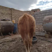 گوساله|حیوانات مزرعه|باغ حلی, |دیوار